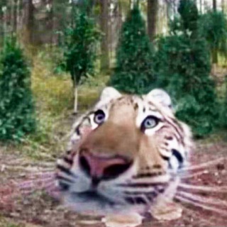 Telegram: view @today bean